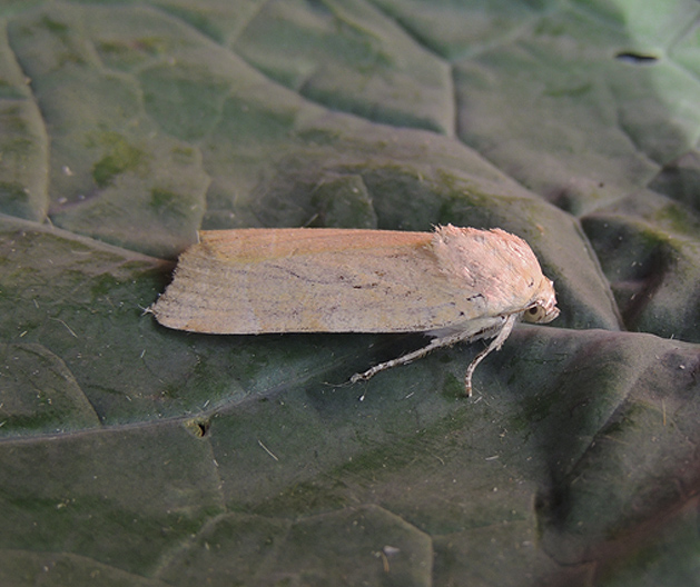 Noctua tirrenica Noctuidae ?